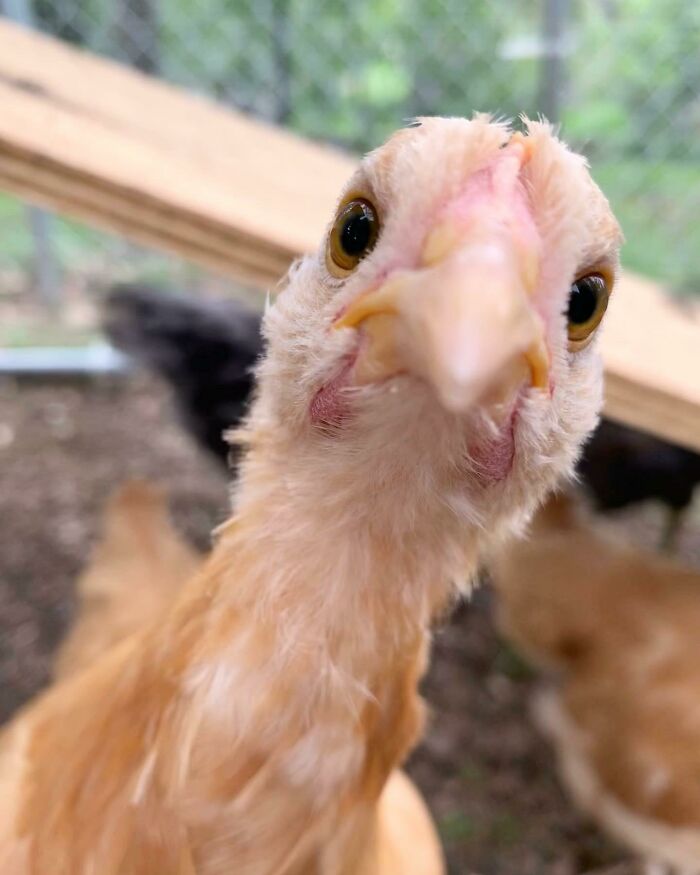 Close-up of a hilariously unphotogenic chicken with a curious expression in a fenced outdoor area.