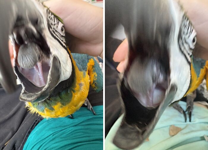 Close-up photos of a chaotic pet parrot showing playful and mischievous behavior as it interacts with a person.