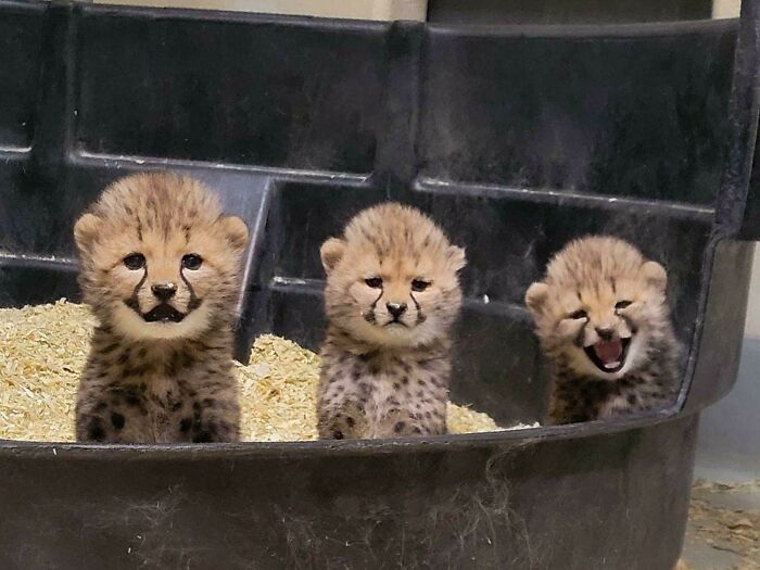 Three unphotogenic cheetah cubs sitting together in a container, one with eyes closed and another mid-yawn.