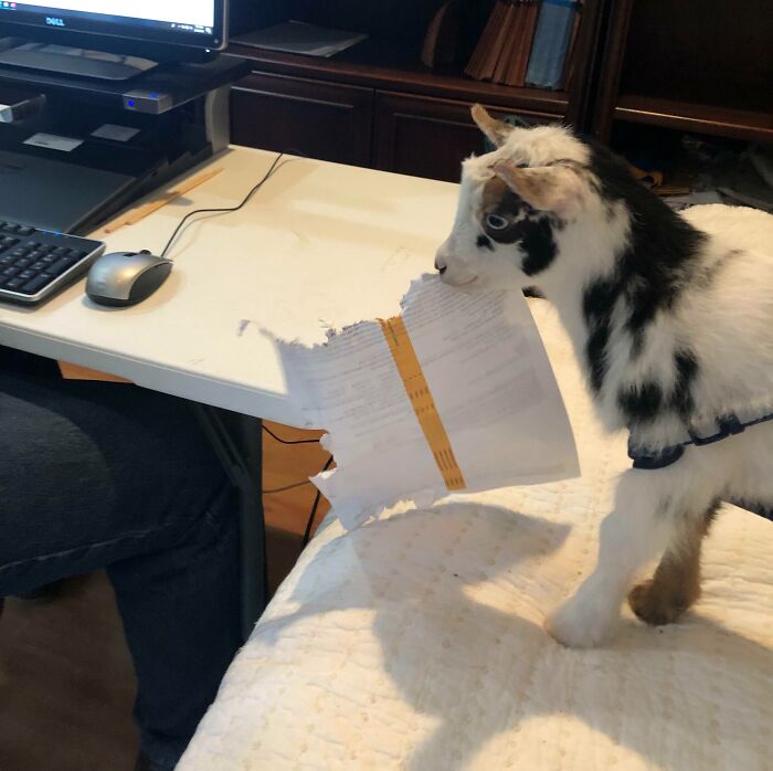 Young chaotic pet goat tearing a paper near a desk with computer mouse and keyboard in an indoor setting.