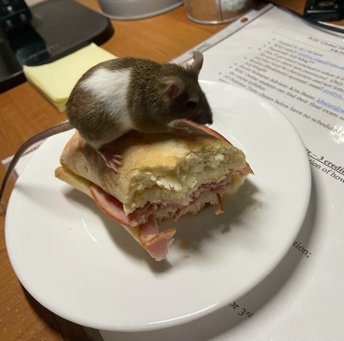 A chaotic pet mouse sitting on a ham sandwich on a white plate, showcasing its mischievous behavior indoors.