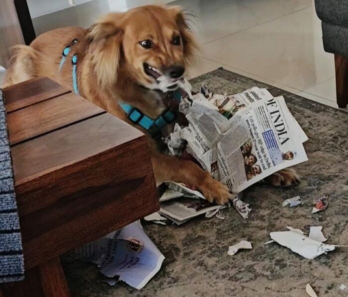 Dog tearing up a newspaper on the floor, showing chaotic pets being a menace with playful destruction.