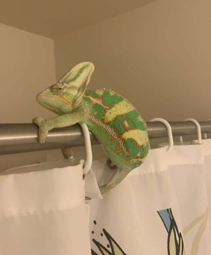 Chameleon pet perched on a shower rod causing chaotic pet mischief in a bathroom setting.