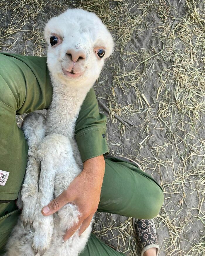 Unphotogenic baby llama being held by a person in green clothes on a dirt and hay ground.