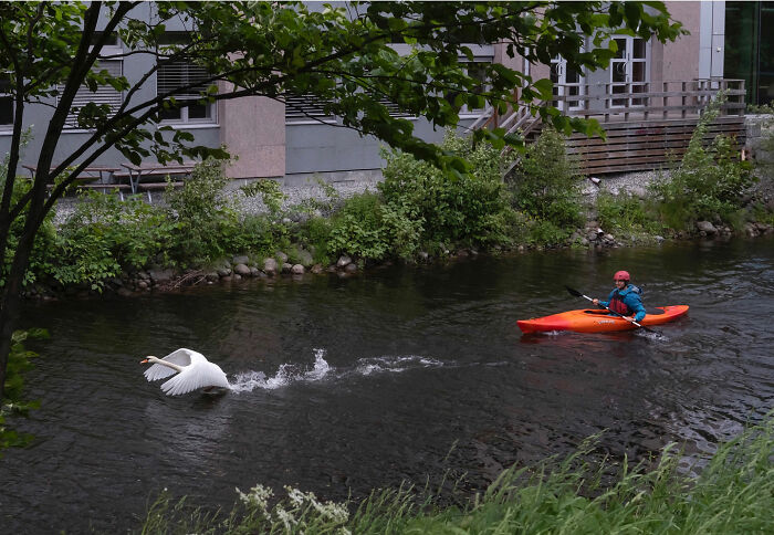 Funny accidental image of a swan taking off from water near a kayaker in an urban river captured by street photographer.
