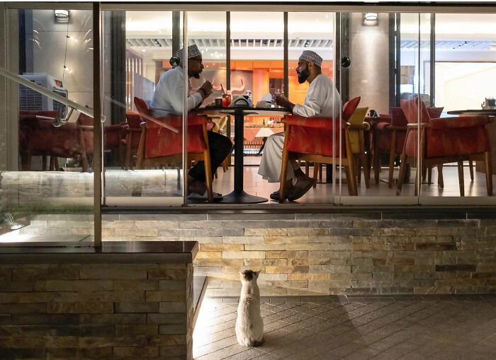 Cat watching two men dining inside a restaurant, capturing a funny accidental image by a street photographer.