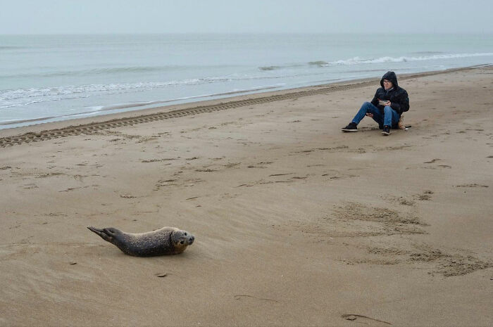 Seal resting on the beach near a person sitting on sand, a funny accidental image captured by a street photographer.