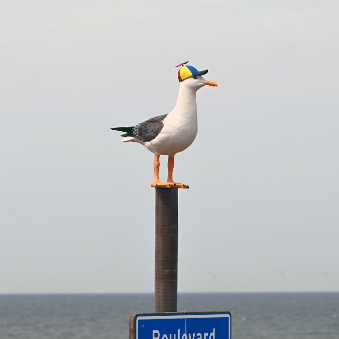 Seagull wearing a colorful propeller hat perched on a pole in a public space showcasing street art creativity.
