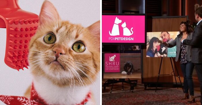 Close-up of an orange cat next to a grooming tool and entrepreneurs pitching pet product ideas on Shark Tank.