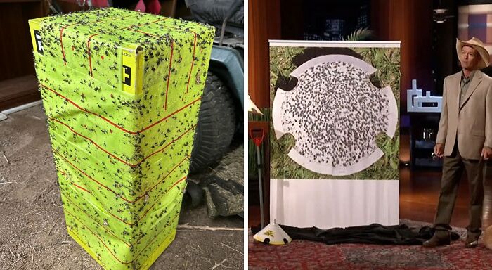 Sticky trap product covered in insects on the left and contestant presenting fly-catching invention on Shark Tank show set on the right