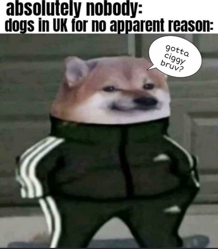 Funny meme of a dog in UK slang wearing a tracksuit, humorously summing up life and culture in the UK.
