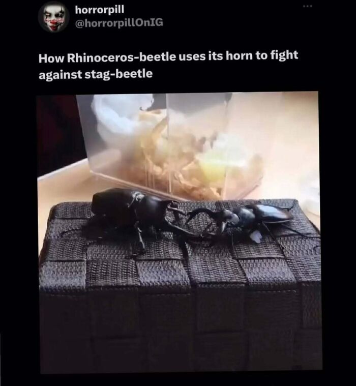 Close-up of two beetles fighting using horns on a woven surface, shared by horror pill online group.