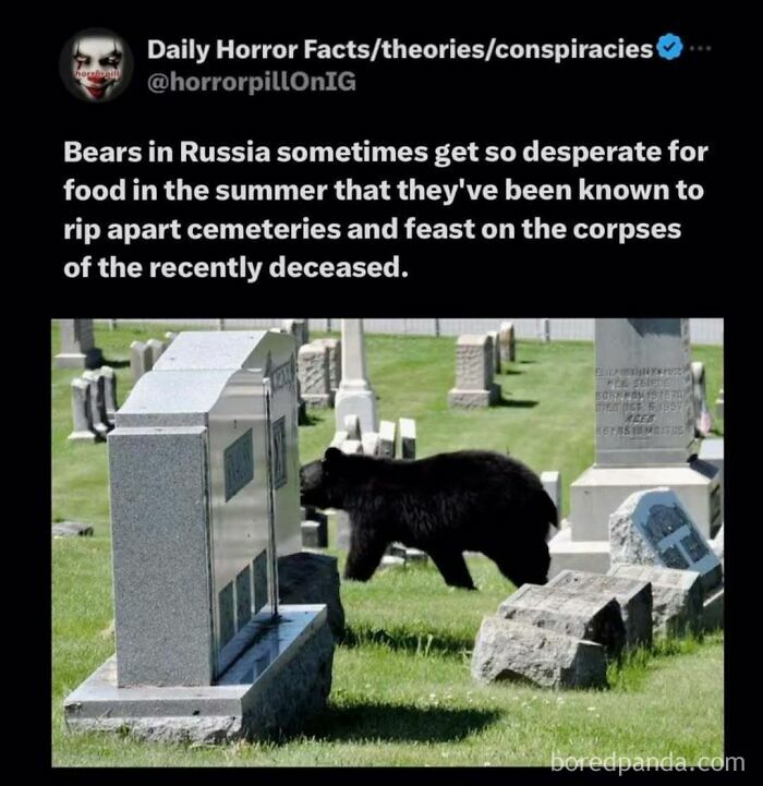 Black bear rummaging through a cemetery among gravestones, an unsettling image from the horror pill online group.