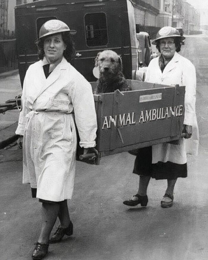 Two women in helmets carrying a dog in a makeshift animal ambulance, a somber photo from history.