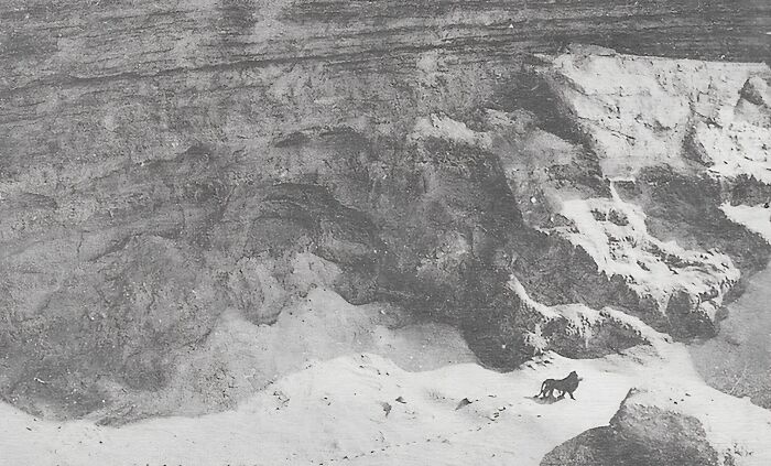 Somber historic photo showing a dog walking alone near a vast, rugged cliffside covered in snow.