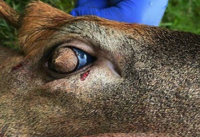 Close up of deer eye with unusual growth in creepy wildlife photo