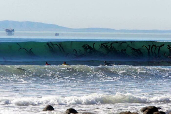 Huge ocean wave covered in seaweed near surfers