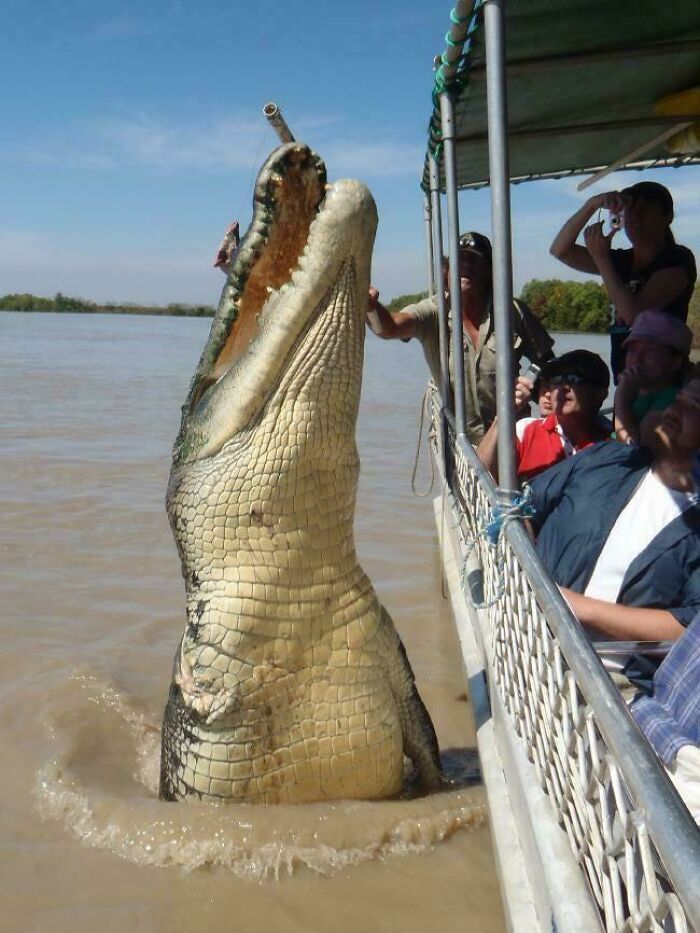 Giant crocodile leaps from water near tourists on boat