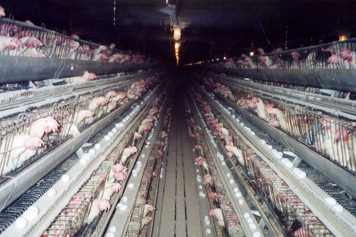 Egg production farm with chickens in cages and many eggs collected below