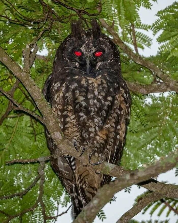 Owl with glowing red eyes perched in tree branches at night