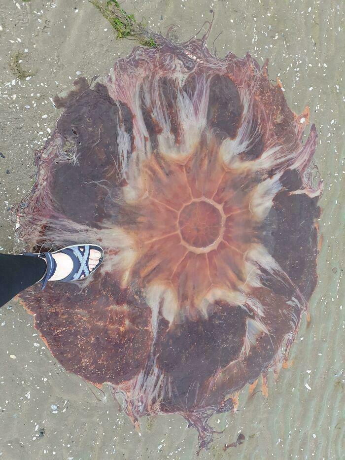 Huge jellyfish on sand next to foot showing scale in bizarre beach find