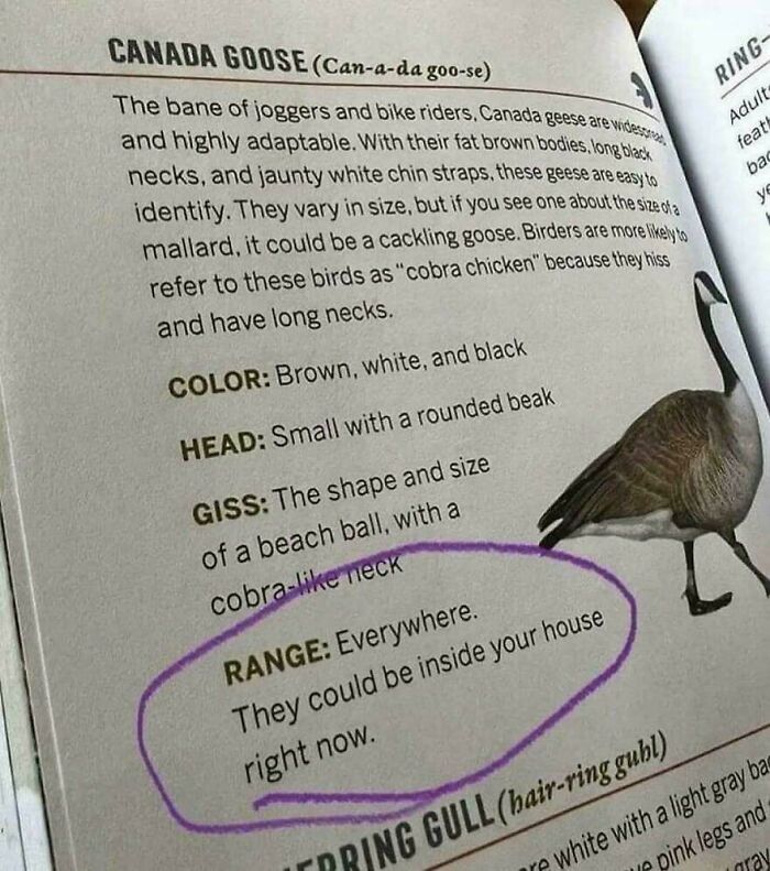 Book page description of Canada goose with range circle highlighting presence everywhere