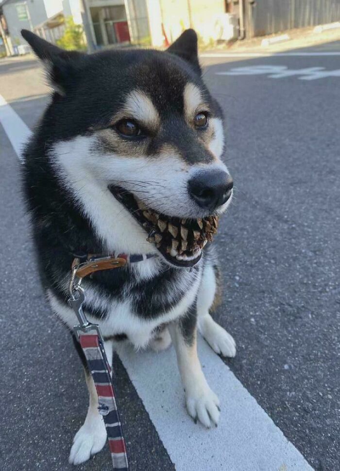 Black dog with pinecone stuck in its mouth outdoors