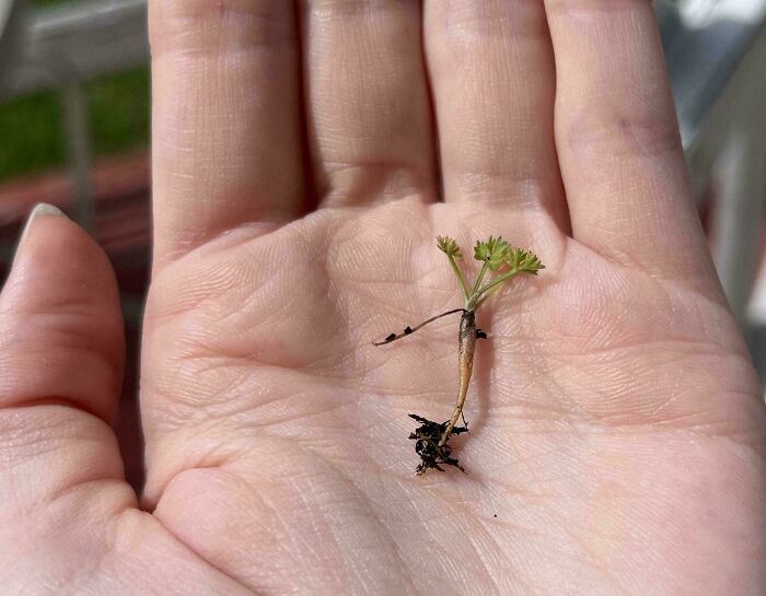 Tiny harvested carrot resting on a person's palm, illustrating funny harvesting size differences.