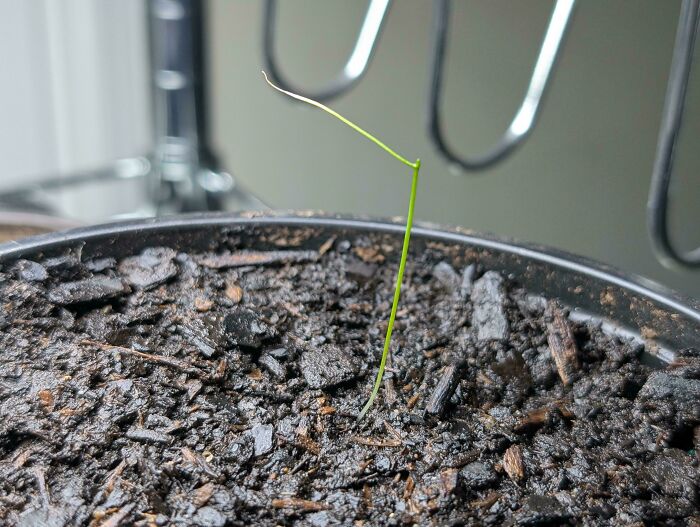 Tiny green seedling emerging from soil in a close-up view illustrating hilarious harvesting size contrast.