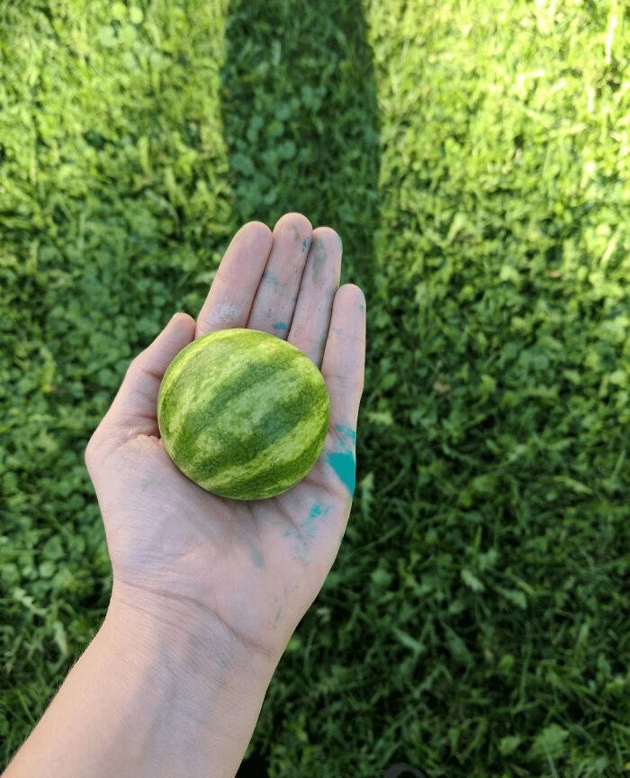 Hand holding a tiny watermelon against a grassy background showcasing funny harvesting pics and size contrast.