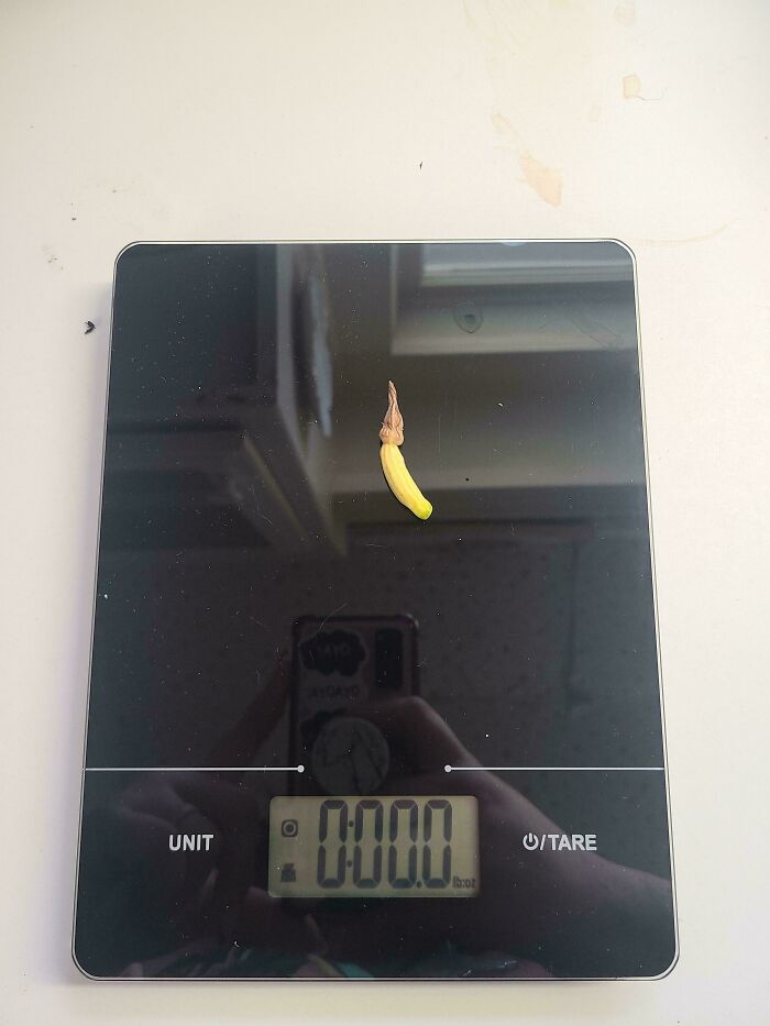 Tiny yellow banana on a digital kitchen scale illustrating hilarious harvesting pics about size mattering.