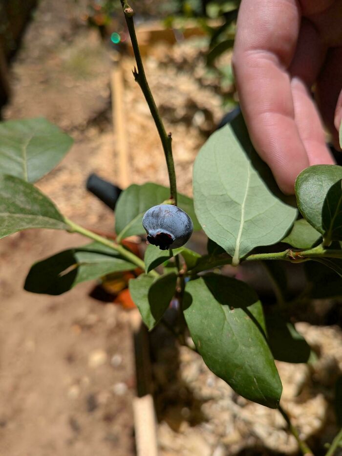 Single ripe blueberry hanging on a branch with green leaves in a garden, illustrating harvesting size and growth.