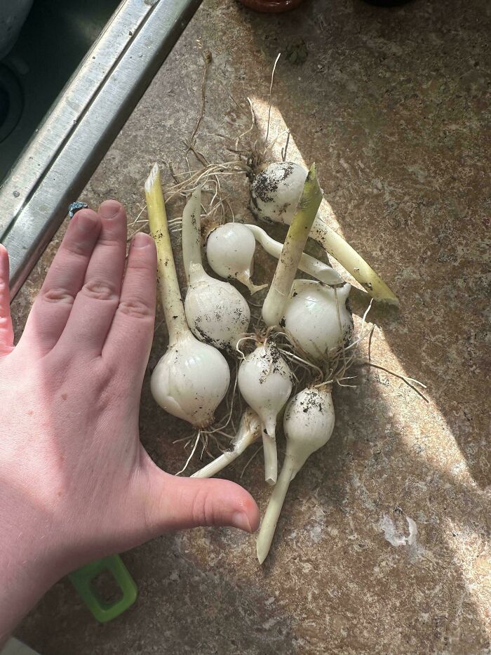 Hand showing size comparison next to small harvested onions on a kitchen counter, highlighting harvesting size humor.