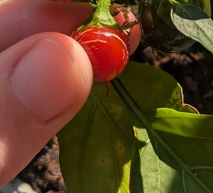 Close-up of a tiny red fruit being harvested, showing size contrast with fingers and green leaves in natural light.