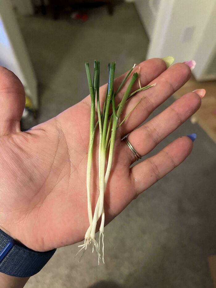 Small harvested green onions held in a hand, highlighting the humorous contrast in size in harvesting pics.
