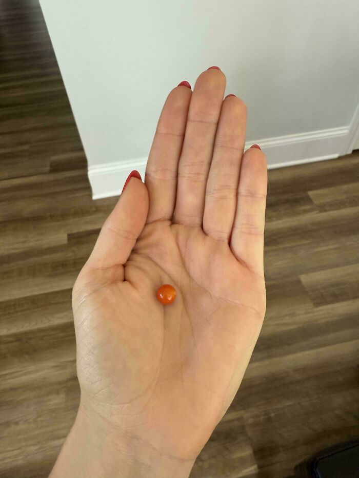 Small bright orange fruit held in open hand over wooden floor, illustrating size in hilarious harvesting pics.