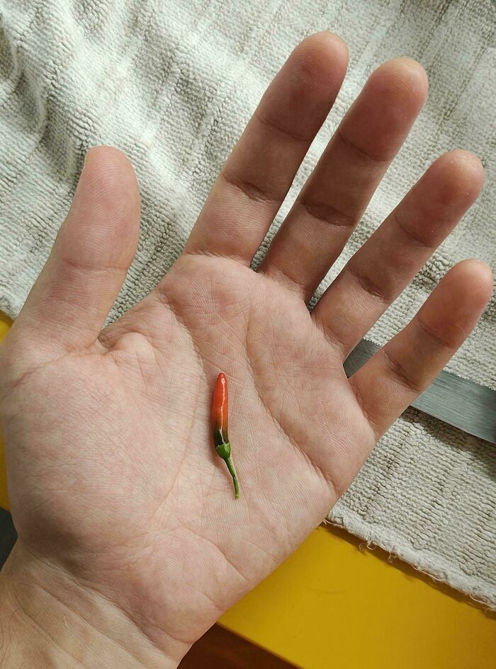 Small red chili pepper resting on an open hand showing size contrast in hilarious harvesting pics.