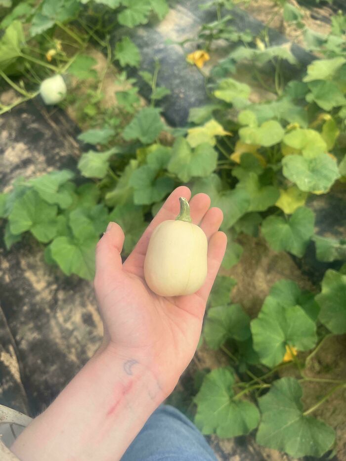 Hand holding a tiny white pumpkin in a garden with green leaves, highlighting hilarious harvesting size contrast.