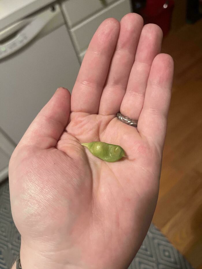 Small green pea pod resting in a hand, illustrating hilarious harvesting pics where size actually does matter.