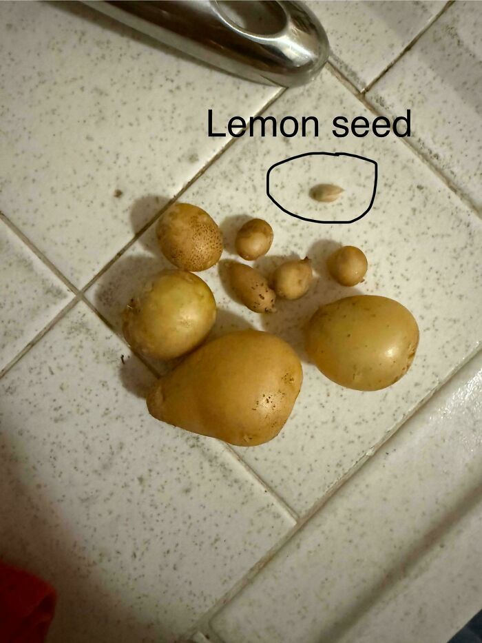 Various sized harvested potatoes and a labeled tiny lemon seed on tiled floor showing size difference.