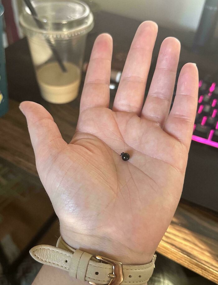 Small tiny seed held in an open hand highlighting size contrast in hilarious harvesting pics.