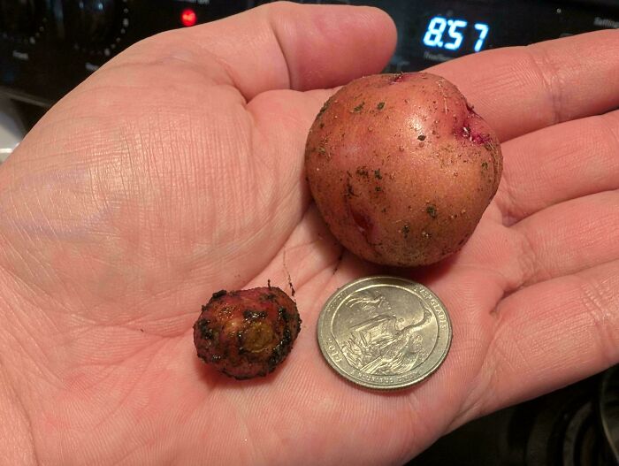 Two small harvested potatoes and a quarter coin on a hand, showing size difference in harvesting pics.