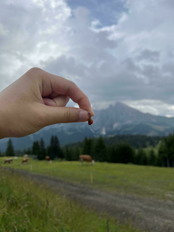 Hand holding a tiny berry against a scenic mountain and field landscape, showcasing hilarious harvesting size perspective.