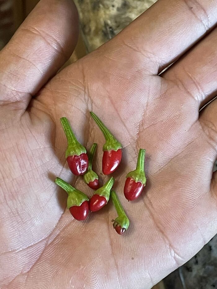 Small red chili peppers in a hand showcasing hilarious harvesting size contrast with tiny produce close-up.