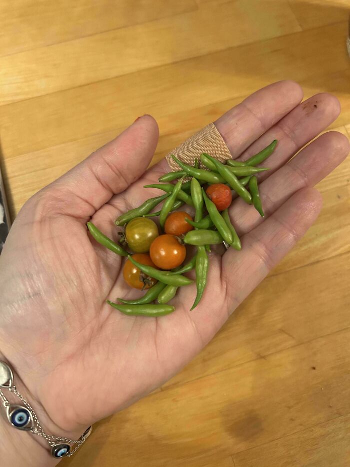Hand holding tiny harvested green beans and cherry tomatoes, illustrating size in hilarious harvesting pics.