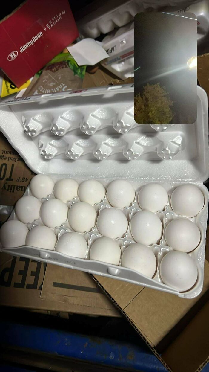 Open carton of white eggs among cardboard and trash, a common dumpster diving treasure found by neighborhood raccoons.