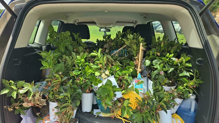 Car trunk filled with potted plants and greenery, showcasing dumpster diving treasures found in a neighborhood haul.