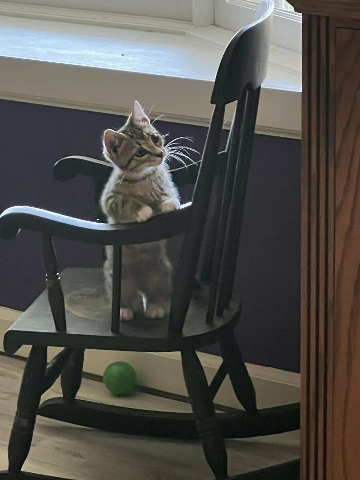 Kitten sitting on a rocking chair near a window, curious pose reminiscent of neighborhood raccoons dumpster diving treasures.