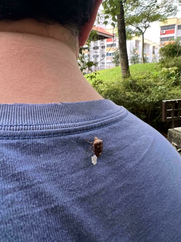 Insect carrying eggs on blue shirt shoulder, outdoors with trees and buildings in background, sharing moderately interesting moment.