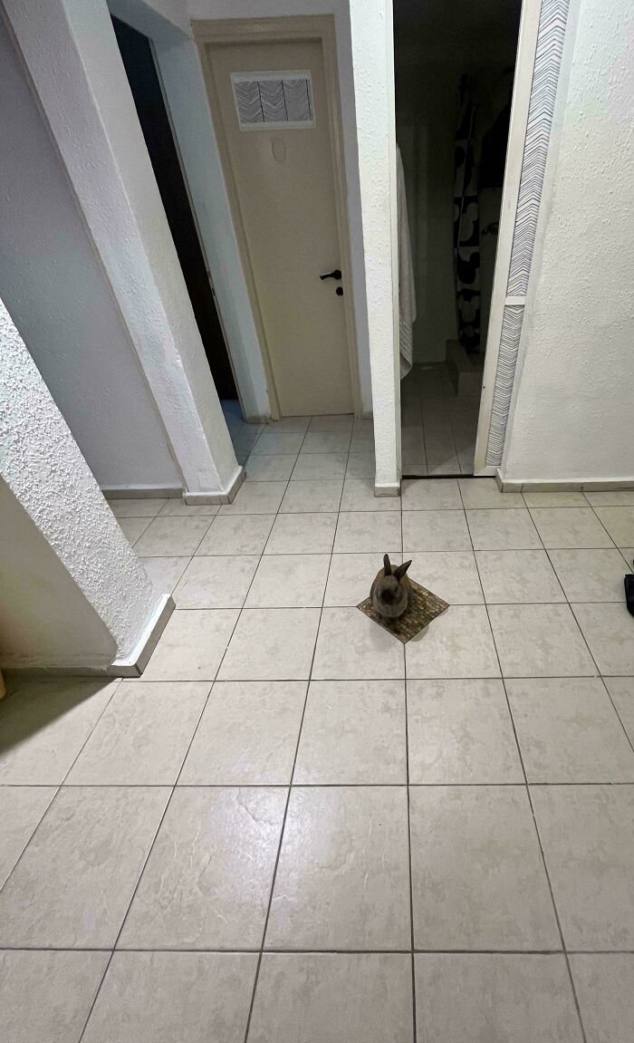 Small rabbit sitting perfectly inside a single floor tile square in a minimally decorated tiled room, moderately interesting sight.